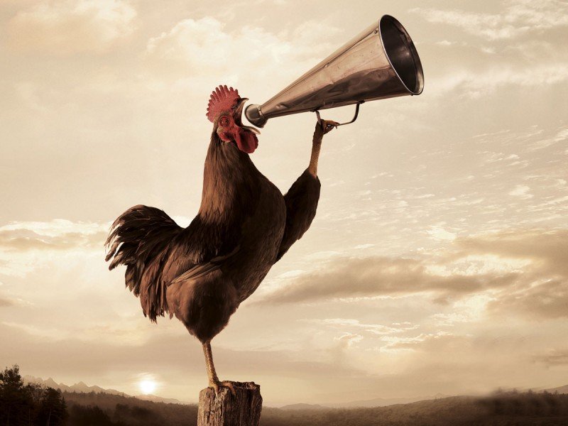 Resultado de imagen para el gallo de la viuda